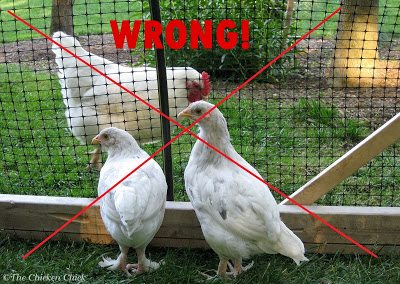 Always properly quarantine new birds from other farms/homes. Always properly quarantine new birds from other farms/homes.
