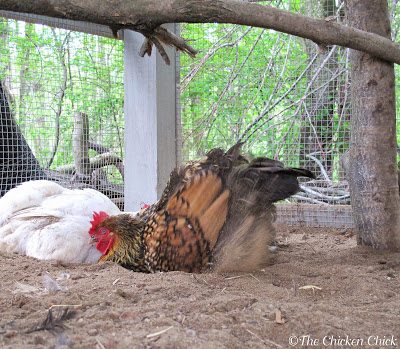 What a dust bath looks like and why they do it. What a dust bath looks like and why they do it.
