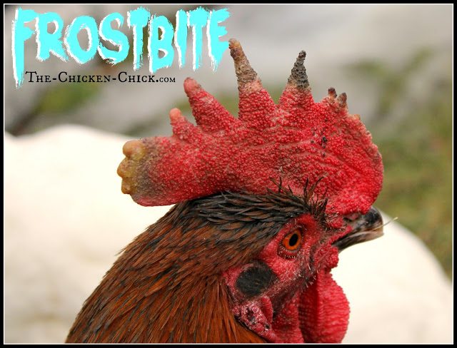 While access to drinking water is essential, ironically, water is also the enemy of chickens in winter. Most breeds tolerate cold extremely well, but freezing temperatures inside the coop in addition to moisture is the recipe for frostbite. While access to drinking water is essential, ironically, water is also the enemy of chickens in winter. Most breeds tolerate cold extremely well, but freezing temperatures inside the coop in addition to moisture is the recipe for frostbite.