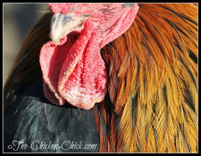 Roosters and breeds with single combs are at the greatest risk of frostbite due to their more prominent combs and wattles. Frostbite to feet is an equal-opportunity affliction. Roosters and breeds with single combs are at the greatest risk of frostbite due to their more prominent combs and wattles. Frostbite to feet is an equal-opportunity affliction.