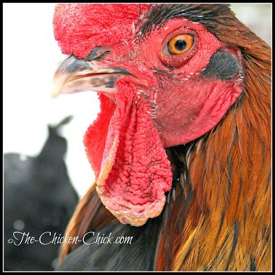 limit moisture inside the coop. Most breeds tolerate cold extremely well, but freezing temperatures inside the coop in addition to moisture is the recipe for frostbite inside the coop. Frostbite is most likely to occur overnight in a cold, poorly ventilated coop where damp bedding and moisture from droppings and respiration cannot escape. Chickens generate a great deal of moisture from respiration (breathing) as well as from pooping as droppings consist of 85% water. If the windows of the coop have condensation on them in the morning, there is not enough ventilation in the coop. ventilate the coop properly. The goal is to get as much air exchange throughout the coop as possible without drafts, particularly in the roost area. Ideally there will be windows and/or vents on all four sides of the coop.