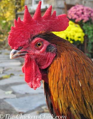 In cold weather, chickens are able to conserve body heat by restricting blood-flow to their combs, wattles and feet, the very parts of the body that give off excess heat in warm weather. The result is a decrease in warmth and oxygen to those extremities, which puts them at risk for frostbite. In cold weather, chickens are able to conserve body heat by restricting blood-flow to their combs, wattles and feet, the very parts of the body that give off excess heat in warm weather. The result is a decrease in warmth and oxygen to those extremities, which puts them at risk for frostbite.