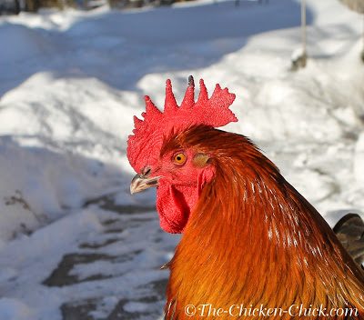 In cold weather, chickens are able to conserve body heat by restricting blood-flow to their combs, wattles and feet, the very parts of the body that give off excess heat in warm weather. The result is a decrease in warmth and oxygen to those extremities, which puts them at risk for frostbite. In cold weather, chickens are able to conserve body heat by restricting blood-flow to their combs, wattles and feet, the very parts of the body that give off excess heat in warm weather. The result is a decrease in warmth and oxygen to those extremities, which puts them at risk for frostbite.