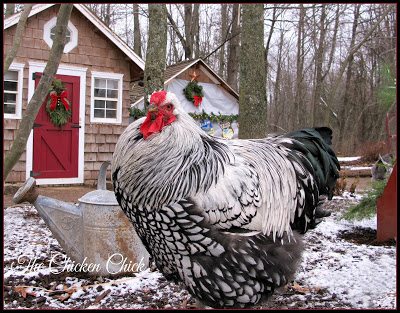 Silver Laced Wyandotte, a cold hardy breed. Silver Laced Wyandotte, a cold hardy breed.