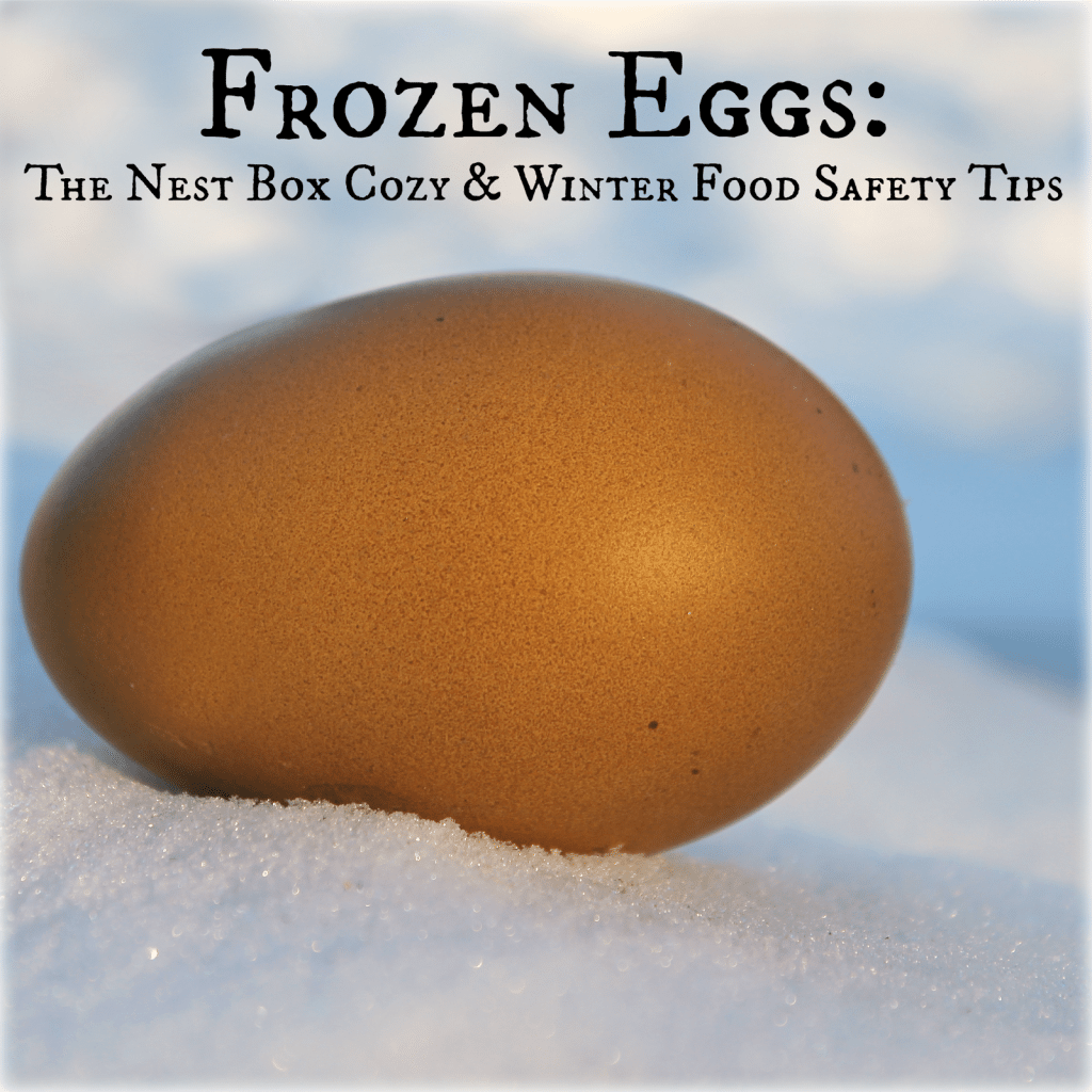 FROZEN EGGS The Nest Box Cozy & Winter Food Safety Tips