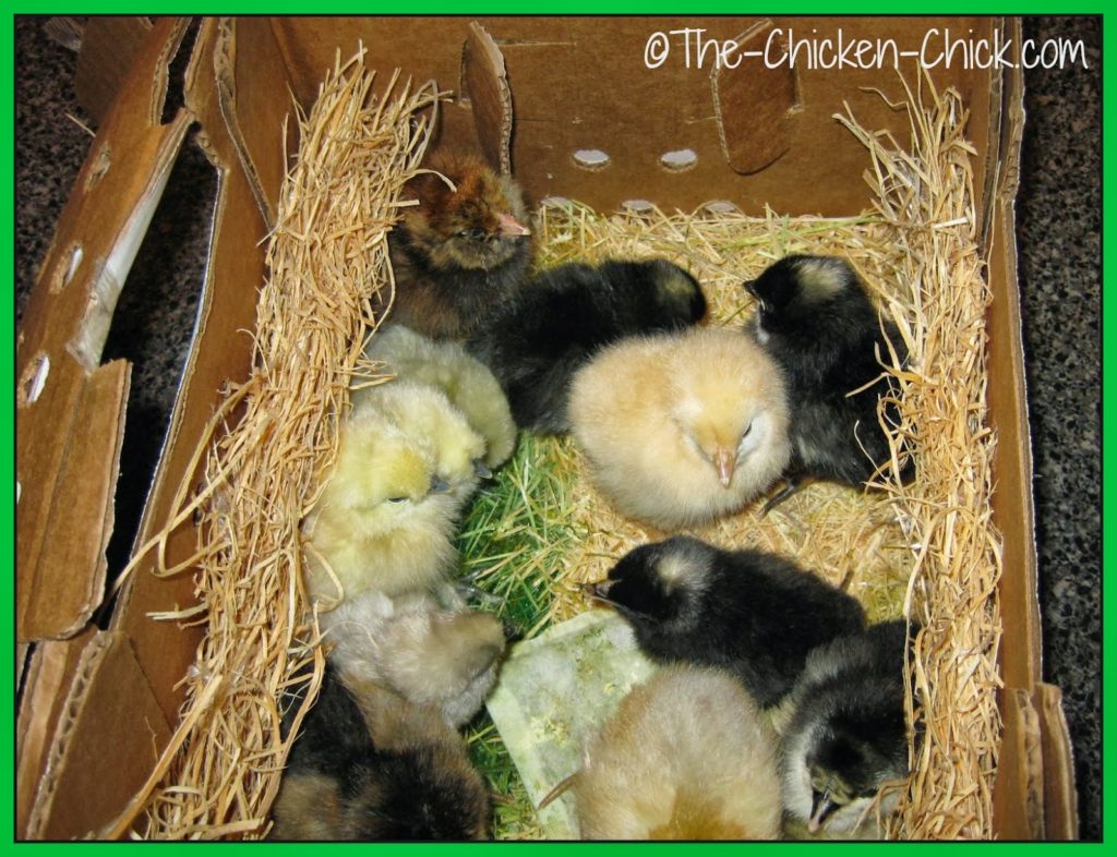 These were my first chicks moments after I picked them up at the post office. These were my first chicks moments after I picked them up at the post office.