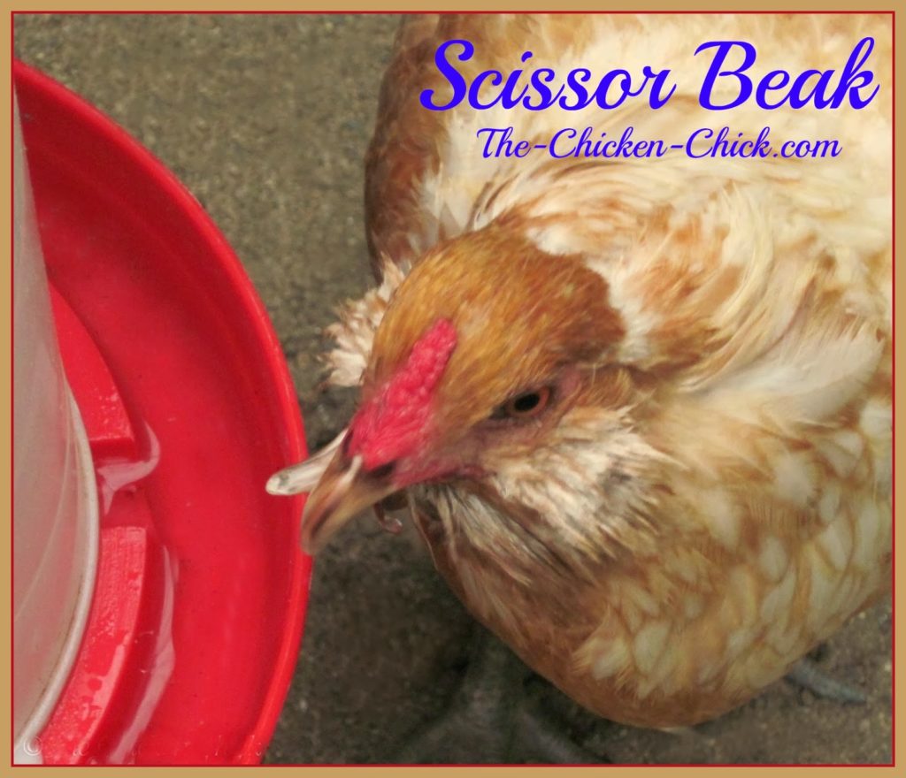 Scissor beak, aka: crossed beak or crooked beak, is a condition characterized by the top and bottom beak halves failing to align properly. It can be caused by genetics or the inability to maintain the beak’s length and shape by normal honing on rocks or other hard surfaces. Scissor beak is not an automatic bid for euthanasia; most chickens with scissor beak can live normal, happy lives with a few minor accommodations. Scissor beak in new chicks can be very subtle as with my Easter Egger, Ethel. It ordinarily worsens over time. Scissor beak, aka: crossed beak or crooked beak, is a condition characterized by the top and bottom beak halves failing to align properly. It can be caused by genetics or the inability to maintain the beak’s length and shape by normal honing on rocks or other hard surfaces. Scissor beak is not an automatic bid for euthanasia; most chickens with scissor beak can live normal, happy lives with a few minor accommodations. Scissor beak in new chicks can be very subtle as with my Easter Egger, Ethel. It ordinarily worsens over time.