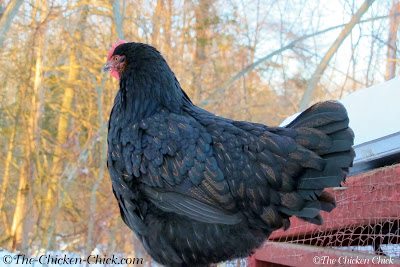 Black Copper Marans. This breed is capable of laying dark chocolate brown eggs Black Copper Marans. This breed is capable of laying dark chocolate brown eggs
