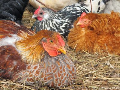 Blue Laced Red Wyandotte Blue laced red wyandotte