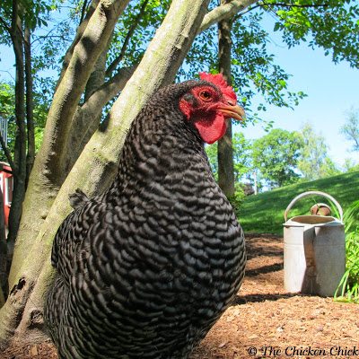Barred Plymouth Rock Barred Plymouth Rock