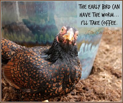 Dark Cornish hen, heat tolerant breed. Dark Cornish hen, heat tolerant breed.