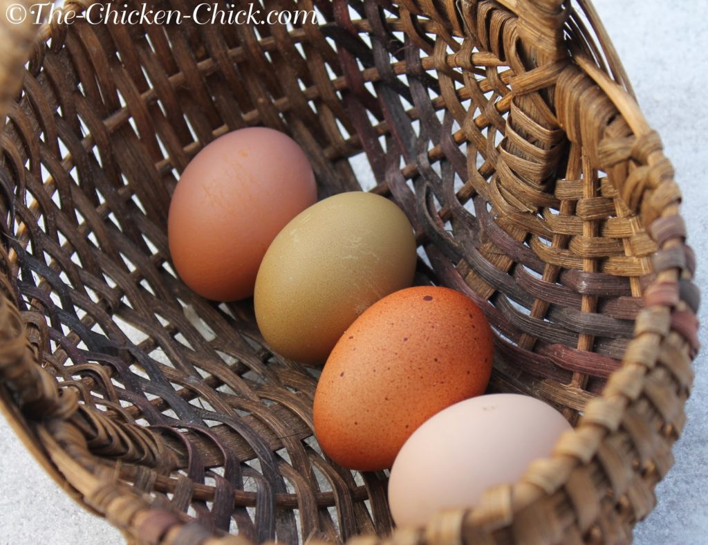 FROZEN EGGS The Nest Box Cozy Winter Food Safety Tips frozen-eggs-the-nest-box-cozy-winter-food-safety-tips