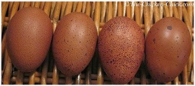 These eggs were from my Marans pullets. These eggs were from my Marans pullets.