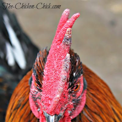 Minor frostbite on the comb of this Black Copper Marans rooster. Minor frostbite on the comb of this Black Copper Marans rooster.