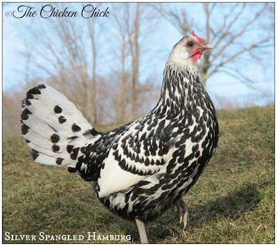 Silver Spangled Hamburg, a heat tolerant breed. Silver Spangled Hamburg, a heat tolerant breed.