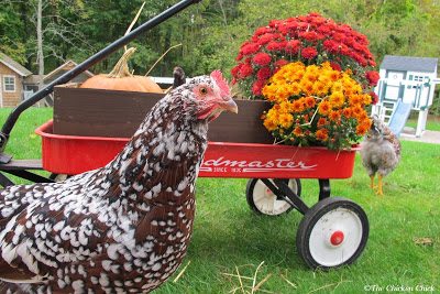 While each chicken is an individual with its own unique personality, generalizations can be made about breeds in much the same way as in dog breeds. While each chicken is an individual with its own unique personality, generalizations can be made about breeds in much the same way as in dog breeds.