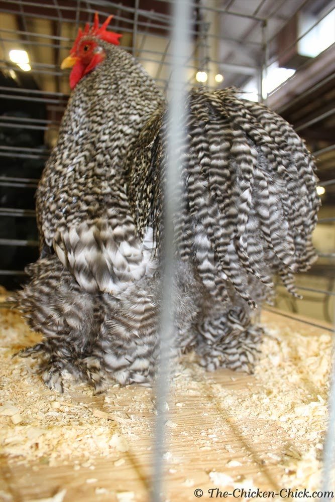 VIRTUAL POULTRY SHOW Bantam Barred Cochin cock
