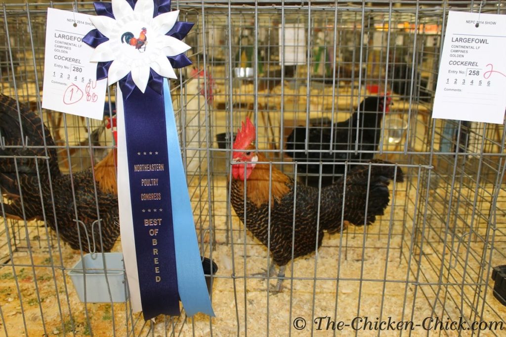 VIRTUAL POULTRY SHOW Best of Breed, Large Fowl Golden Campine cockerel