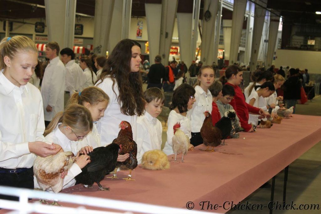 Virtual Poultry Show! A Day at the Northeastern Poultry Congress 4-H students showing their birds