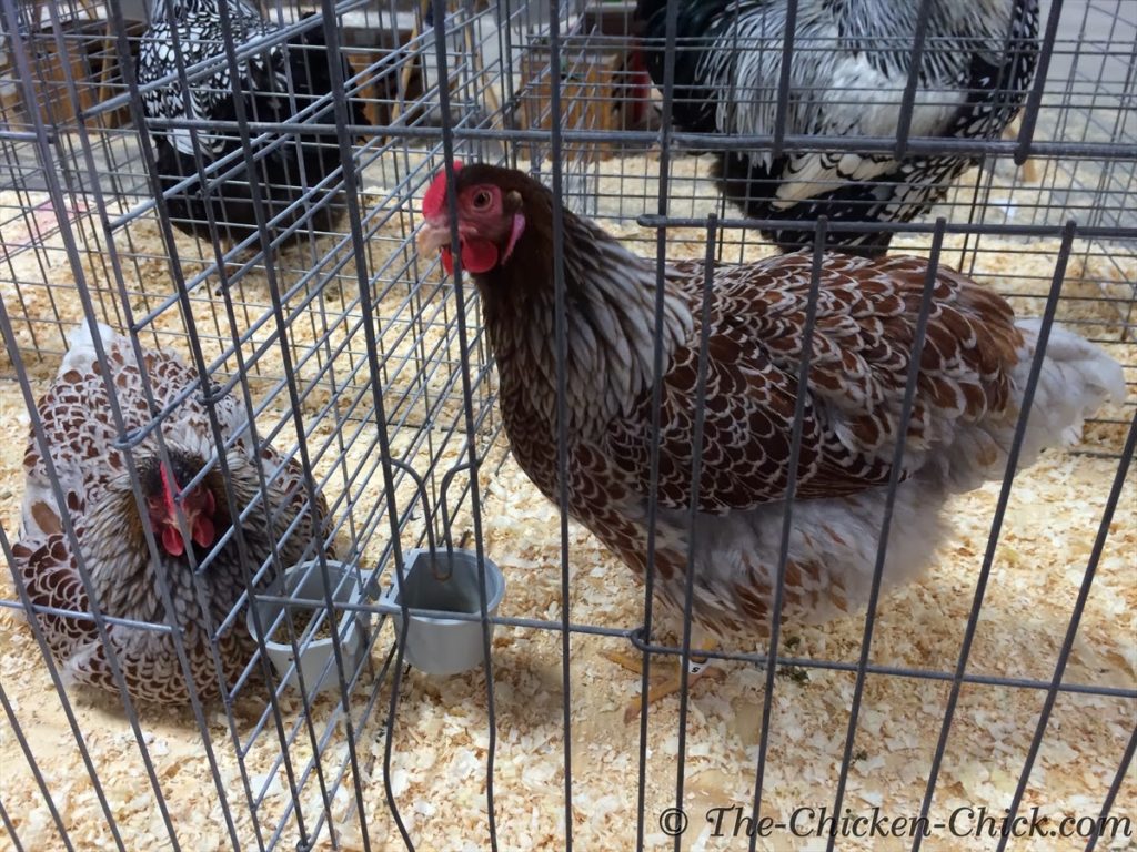 VIRTUAL POULTRY SHOW LF Blue Laced Red Wyandottes