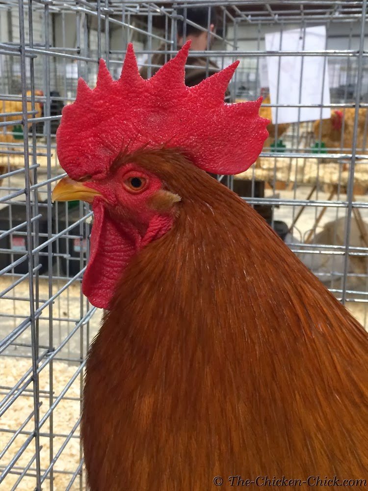 VIRTUAL POULTRY SHOW LF New Hampshire Red cockerel