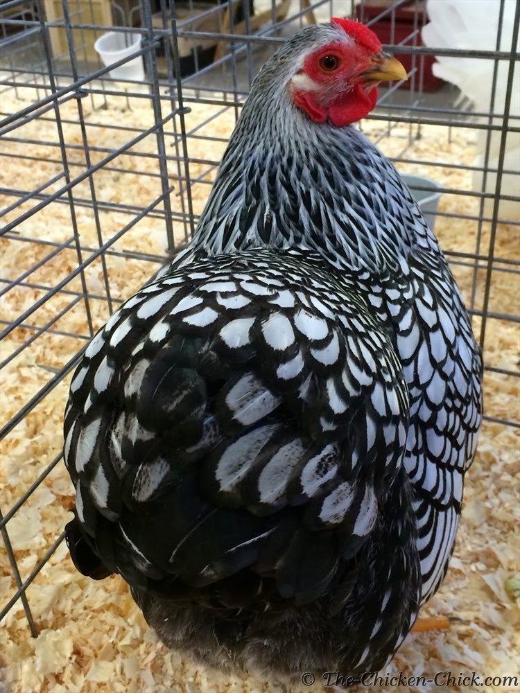northeasternpoultrycongress394bantamsilverlacedwyandottepullet