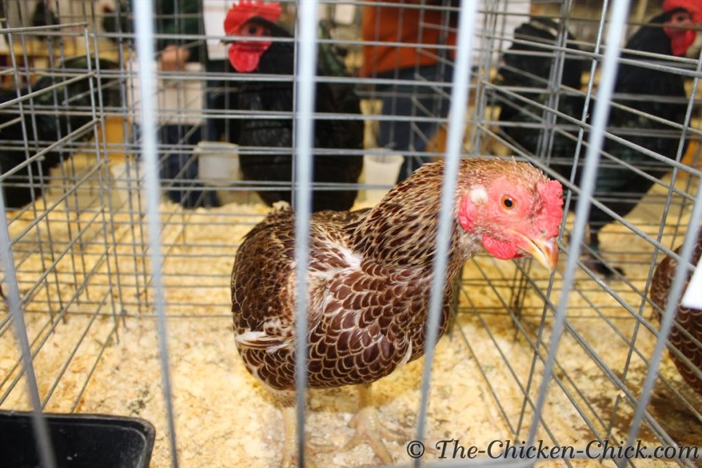Virtual Poultry Show, A Day at the Northeastern Poultry Congress Virtual Poultry Show, A Day at the Northeastern Poultry Congress