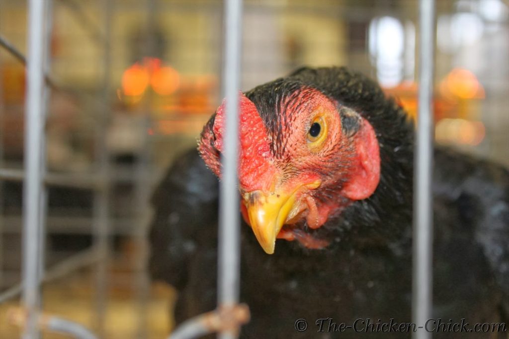 Virtual Poultry Show, A Day at the Northeastern Poultry Congress Virtual Poultry Show, A Day at the Northeastern Poultry Congress