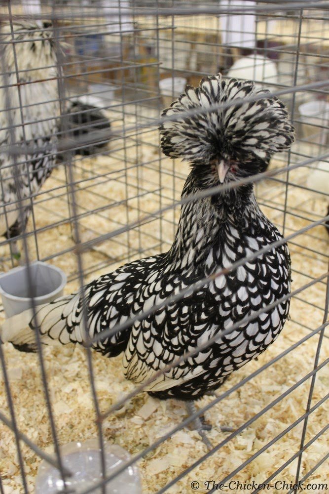 Virtual Poultry Show, A Day at the Northeastern Poultry Congress Virtual Poultry Show, A Day at the Northeastern Poultry Congress