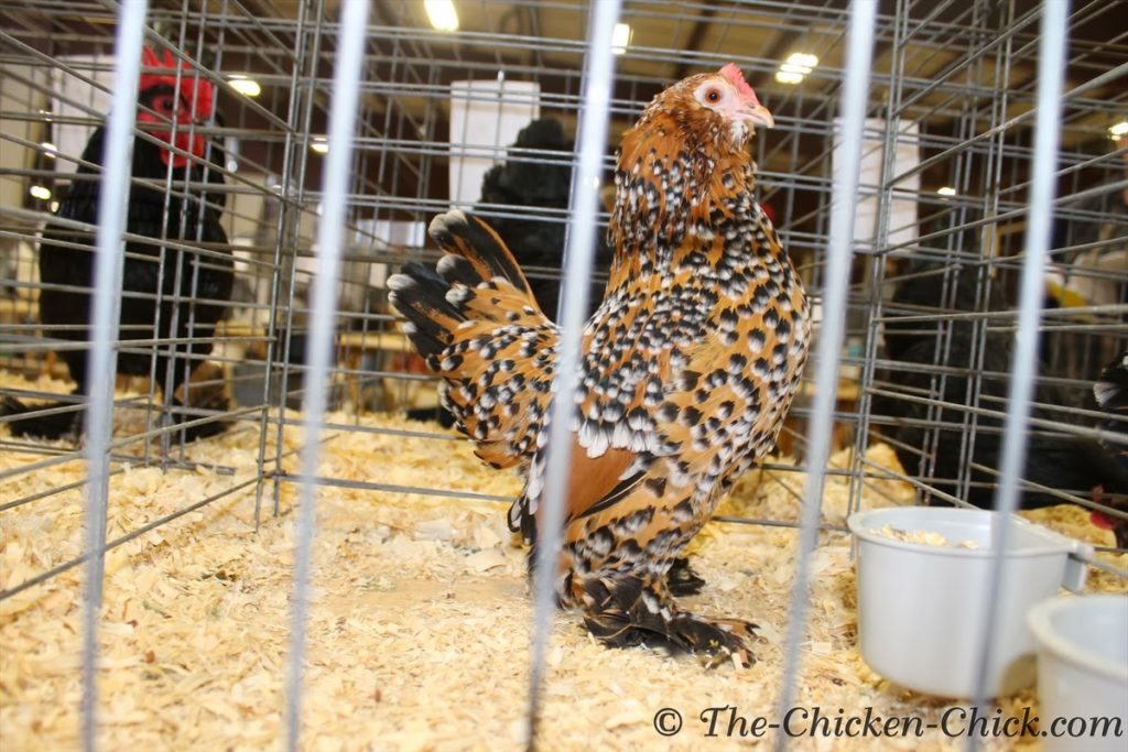 VIRTUAL POULTRY SHOW Bantam Feather legged Mille Fleur Belgian d'Uccle hen