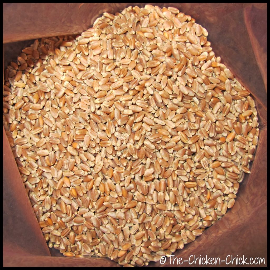Wheat is one of the most common and easily sprouted grains for chicken fodder Wheat is one of the most common and easily sprouted grains for chicken fodder