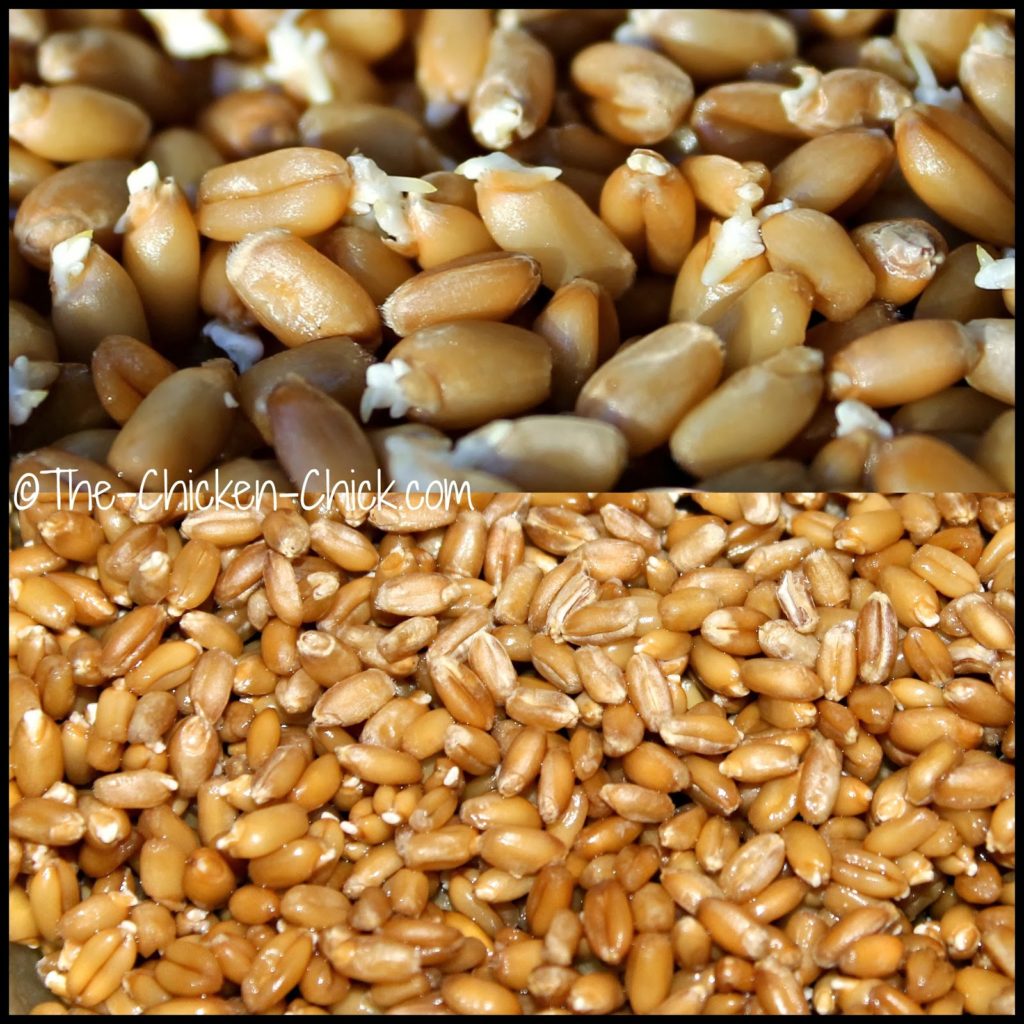 Sprouting Grains for Chickens Fodder for Thought The Chicken Chick®