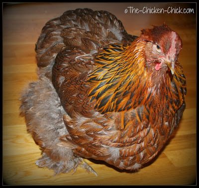 How to Give a Chicken a Bath How to Give a Chicken a Bath