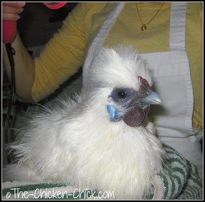 How to give a chicken a bath Drying Silkie pullet's feathers after a bath with a hair dryer.
