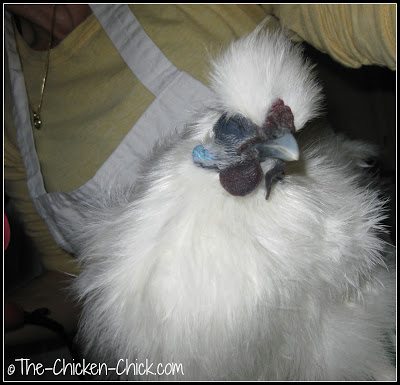 How to Give a chicken a bath Chicken enjoying having her feathers dried after a bath