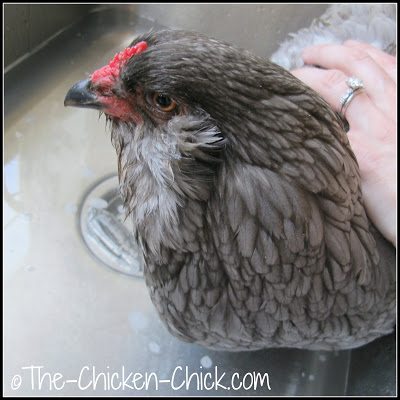 How to Give a Chicken a Bath Blue Ameraucana hen bathing in kitchen sink