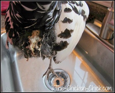 How to Give a Chicken a Bath Silver Spangled Hamburg chicken with droppings on vent feathers getting a bath