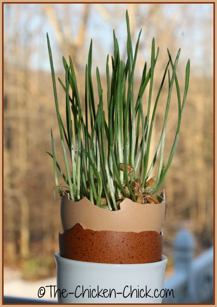 I grew this fodder in blown eggshells and fed the entire thing, shells and all, to the chickens. I grew this fodder in blown eggshells and fed the entire thing, shells and all, to the chickens.