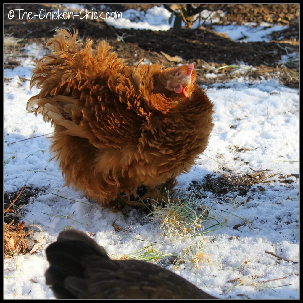 The chickens eat every part of the sprout, which means there is ZERO waste! The chickens eat every part of the sprout, which means there is ZERO waste!