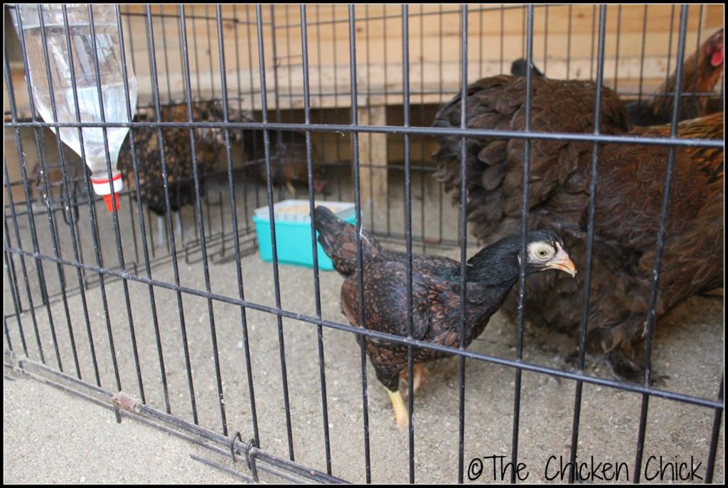 Thelma, Louise and Bertha graduated to the dog kennel in the chicken coop during the integration period. I wish I had a nickel for every time they knocked over their feeder. Thelma, Louise and Bertha graduated to the dog kennel in the chicken coop during the integration period. I wish I had a nickel for every time they knocked over their feeder.