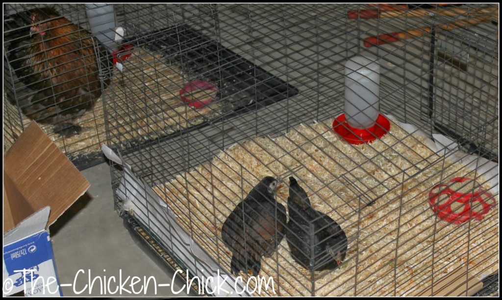 Thelma & Louise, Dark Cornish pullets also purchased at the poultry show, shared quarantine space next to Bertha. Thelma & Louise, Dark Cornish pullets also purchased at the poultry show, shared quarantine space next to Bertha.