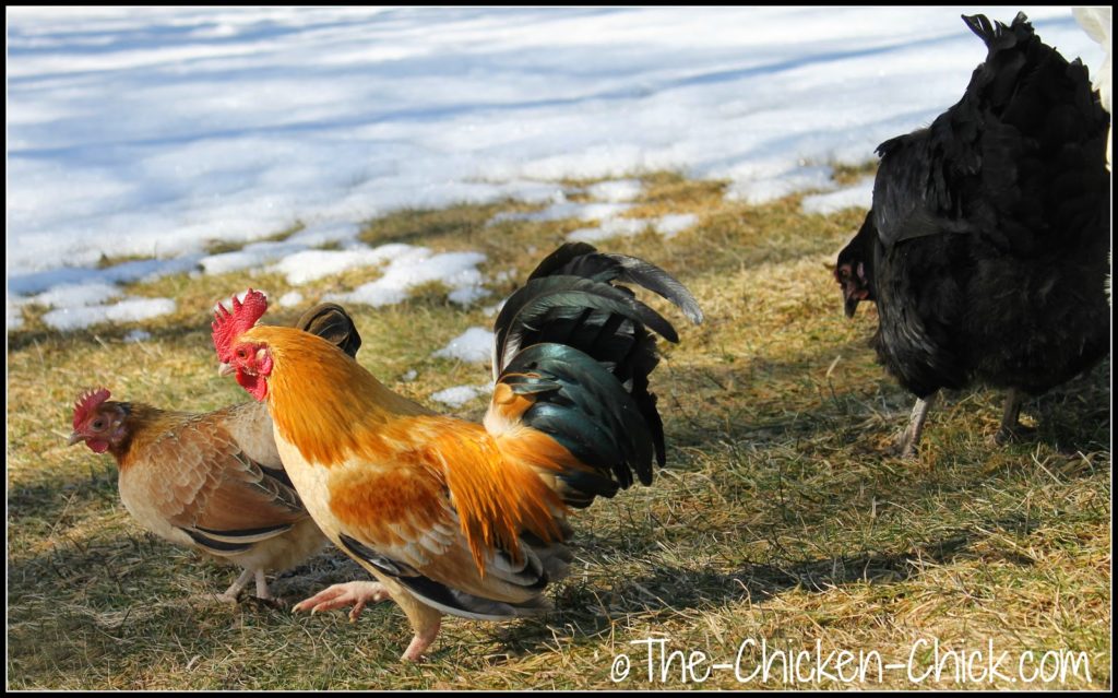 Keeping chickens in crowding conditions is to be avoided due to the dangers it poses. Chickens explore their world with their beaks and the closer they are in proximity to one another, the more likely they are to explore one another by pecking. Keeping chickens in crowding conditions is to be avoided due to the dangers it poses. Chickens explore their world with their beaks and the closer they are in proximity to one another, the more likely they are to explore one another by pecking.