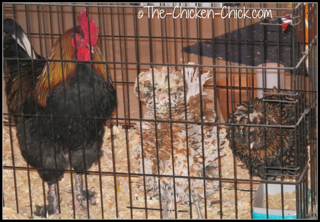 Blaze (Black Copper Marans rooster) has been in the infirmary while his frostbitten comb healed. Calista Flockheart & Ally McBeak (Tolbunt Polish Frizzle hens) shared the dog kennel with Blaze for a couple of weeks due to cabin-fever induced feather picking of their heads by flock members. Blaze (Black Copper Marans rooster) has been in the infirmary while his frostbitten comb healed. Calista Flockheart & Ally McBeak (Tolbunt Polish Frizzle hens) shared the dog kennel with Blaze for a couple of weeks due to cabin-fever induced feather picking of their heads by flock members.
