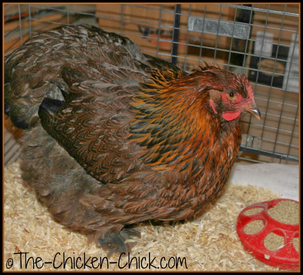 Bertha, the Partridge Cochin we bought at the Northeastern Poultry Congress in January was in quarantine. Bertha, the Partridge Cochin we bought at the Northeastern Poultry Congress in January was in quarantine.