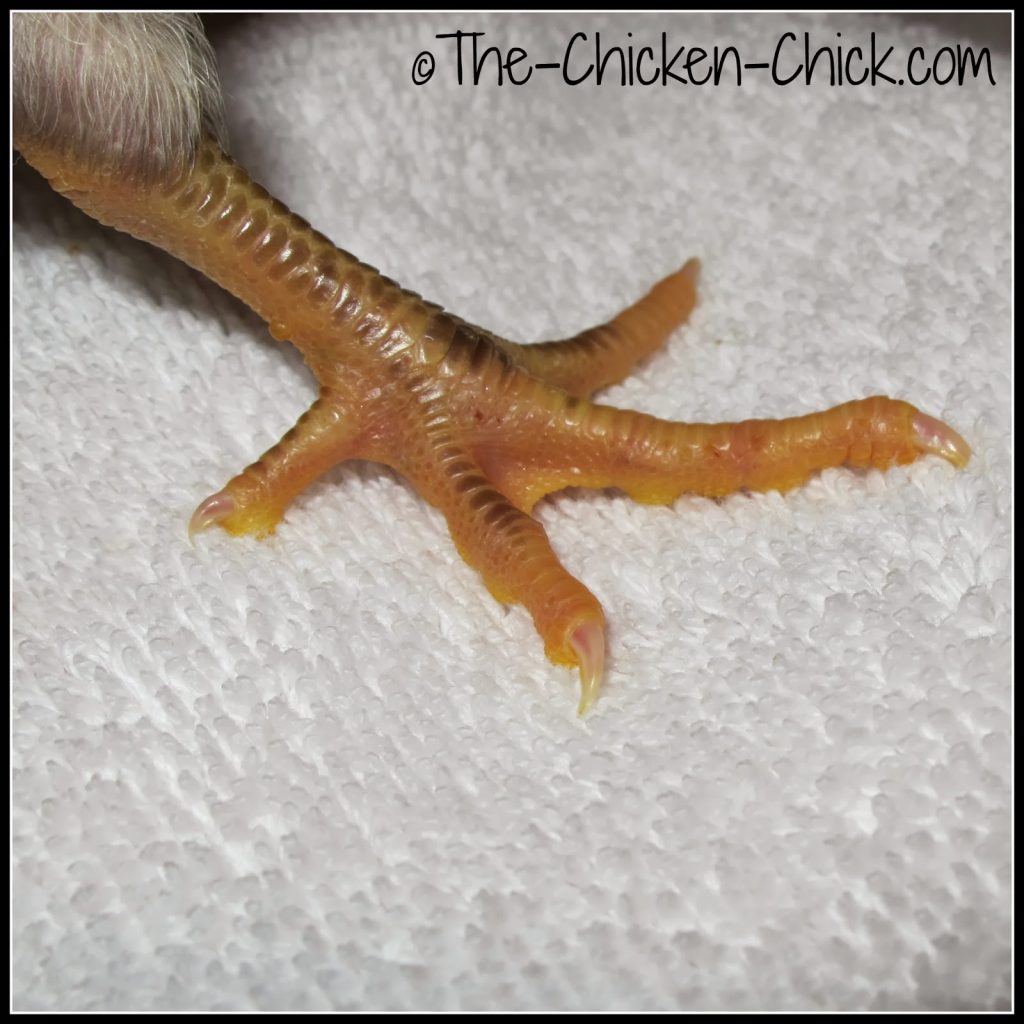 Gently remove softened droppings being careful not to pull as the skin can tear. Towel dry. Gently remove softened droppings being careful not to pull as the skin can tear. Towel dry.