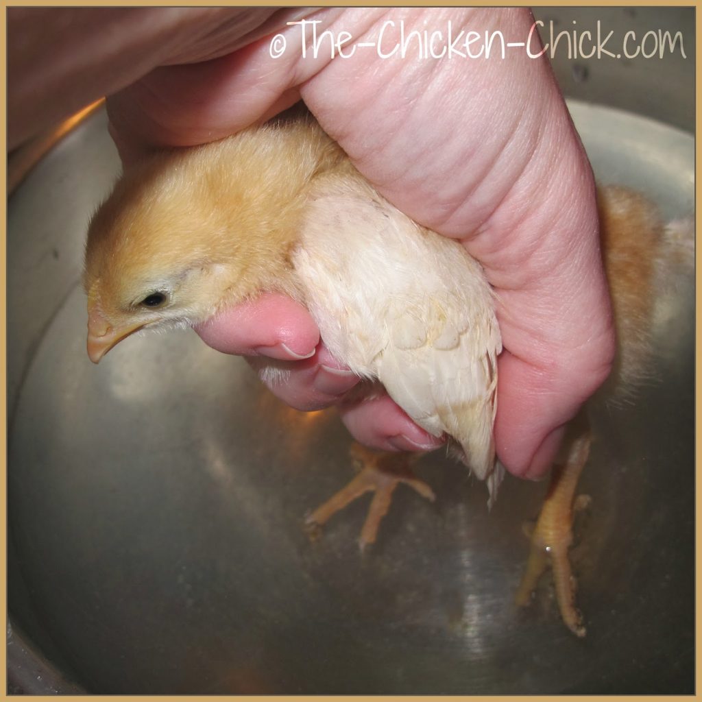 Fill a small basin with lukewarm water. While holding the chick as shown, hold the chick's feet in the water to soften the droppings. Fill a small basin with lukewarm water. While holding the chick as shown, hold the chick's feet in the water to soften the droppings.