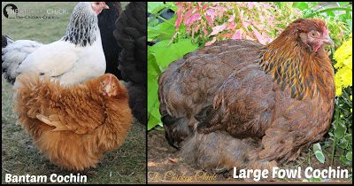 SCALE UP BY DOWNSIZING Since bantam chickens are much smaller than full sized birds, they require approximately half the space required by their larger flock-mates. Acquiring bantam birds provides a two-for-one Chicken Math opportunity. SCALE UP BY DOWNSIZING Since bantam chickens are much smaller than full sized birds, they require approximately half the space required by their larger flock-mates. Acquiring bantam birds provides a two-for-one Chicken Math opportunity.