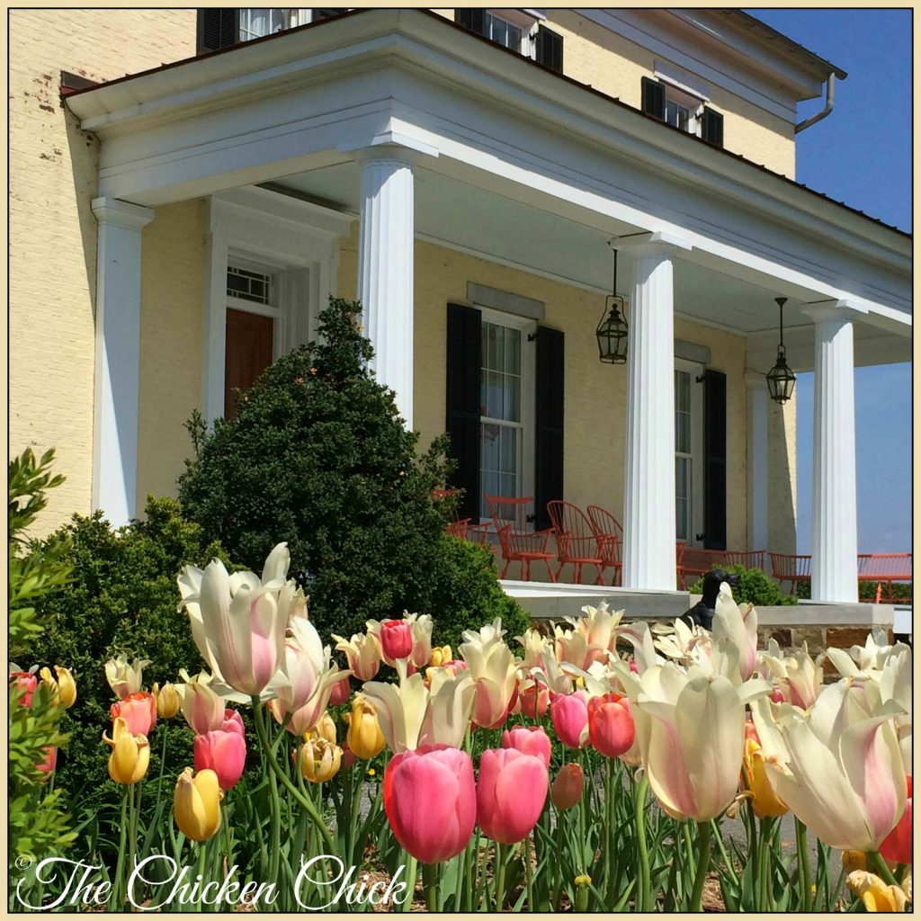 The En In Poultryville My Invitation To Report From P P Allen Smith S Garden Home Print Page This Is One Of Those Dear Diary Blog Entries That I M Writing