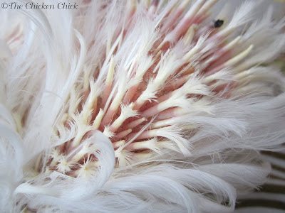 Phoebe's frizzled feathers, re-growing after a normal molt. The feather shafts cause the curly effect. Phoebe's frizzled feathers, re-growing after a normal molt. The feather shafts cause the curly effect.