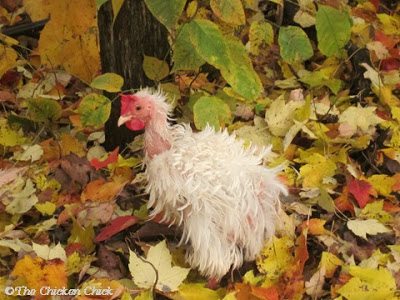 Phoebe, my poster child for a bad molt. Phoebe, my poster child for a bad molt.